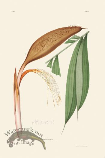 Rodrigues Palm Front 062